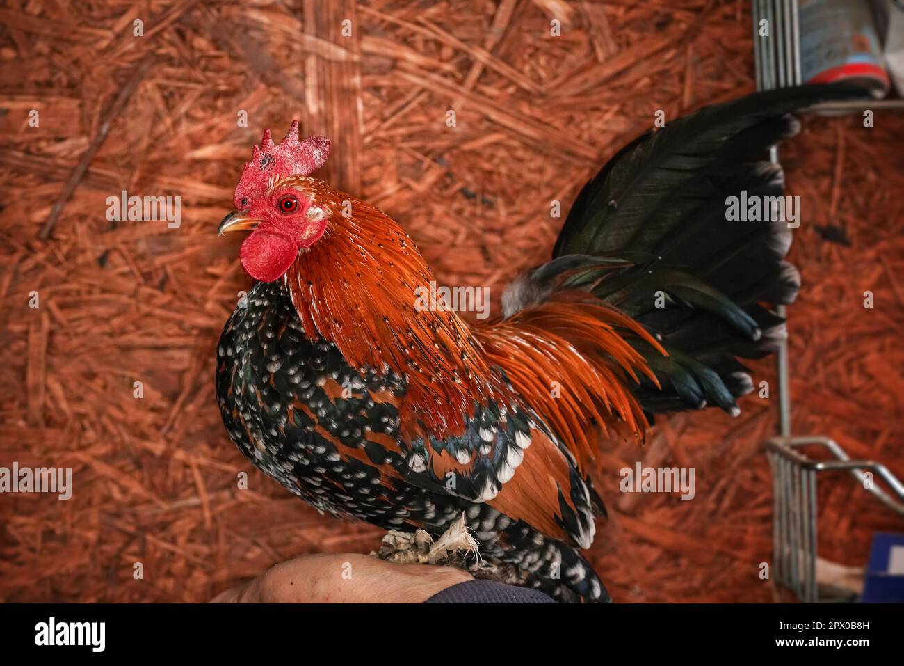 Petit coq de poulet bantam avec peigne rouge vif et queue verte, posé sur la main d'une femme plus âgée, arrière-plan de structure de poulailler flou Banque D'Images