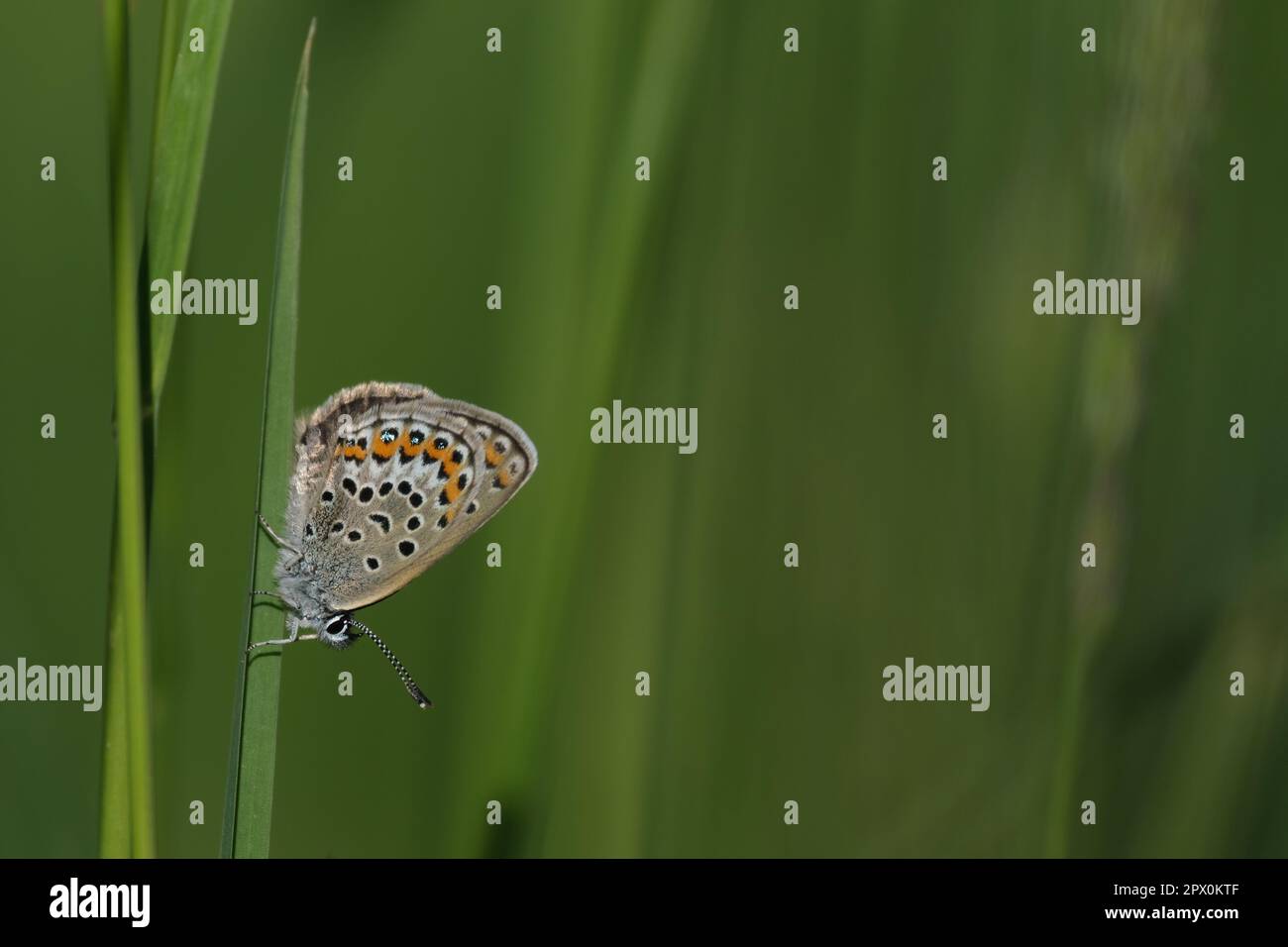 Papillon bleu argenté clouté gros plan sur une lame d'herbe dans la nature Banque D'Images Papillon bleu argenté clouté gros plan sur une lame d'herbe dans la nature Banque D'Images