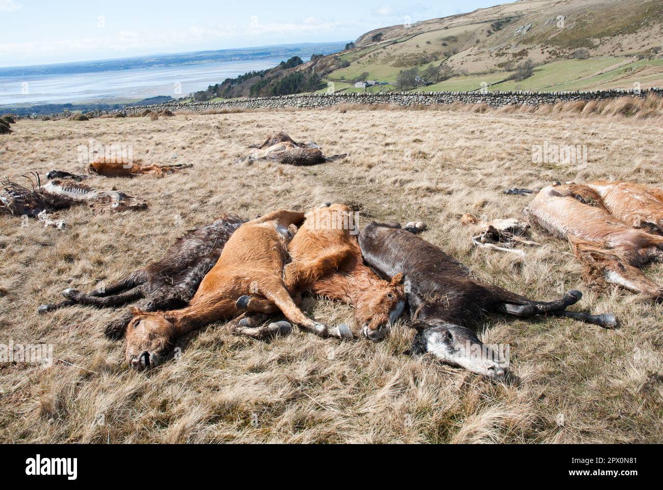 Des poneys sauvages ont trouvé mort sur Carneddau - mais les agriculteurs ne peuvent pas les enterrer en raison de la réglementation européenne avril 2013 Banque D'Images