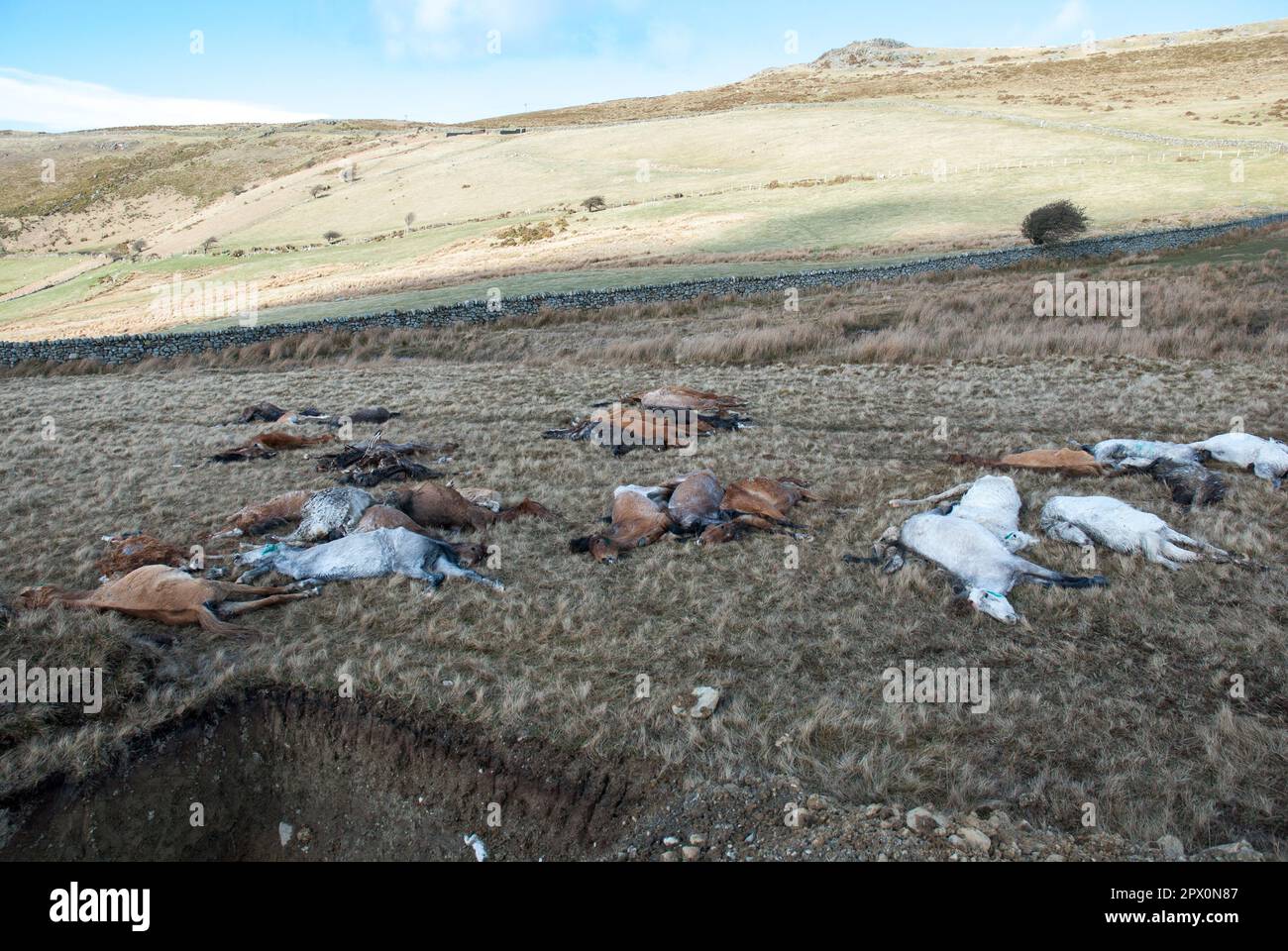 Des poneys sauvages ont trouvé mort sur Carneddau - mais les agriculteurs ne peuvent pas les enterrer en raison de la réglementation européenne avril 2013 Banque D'Images