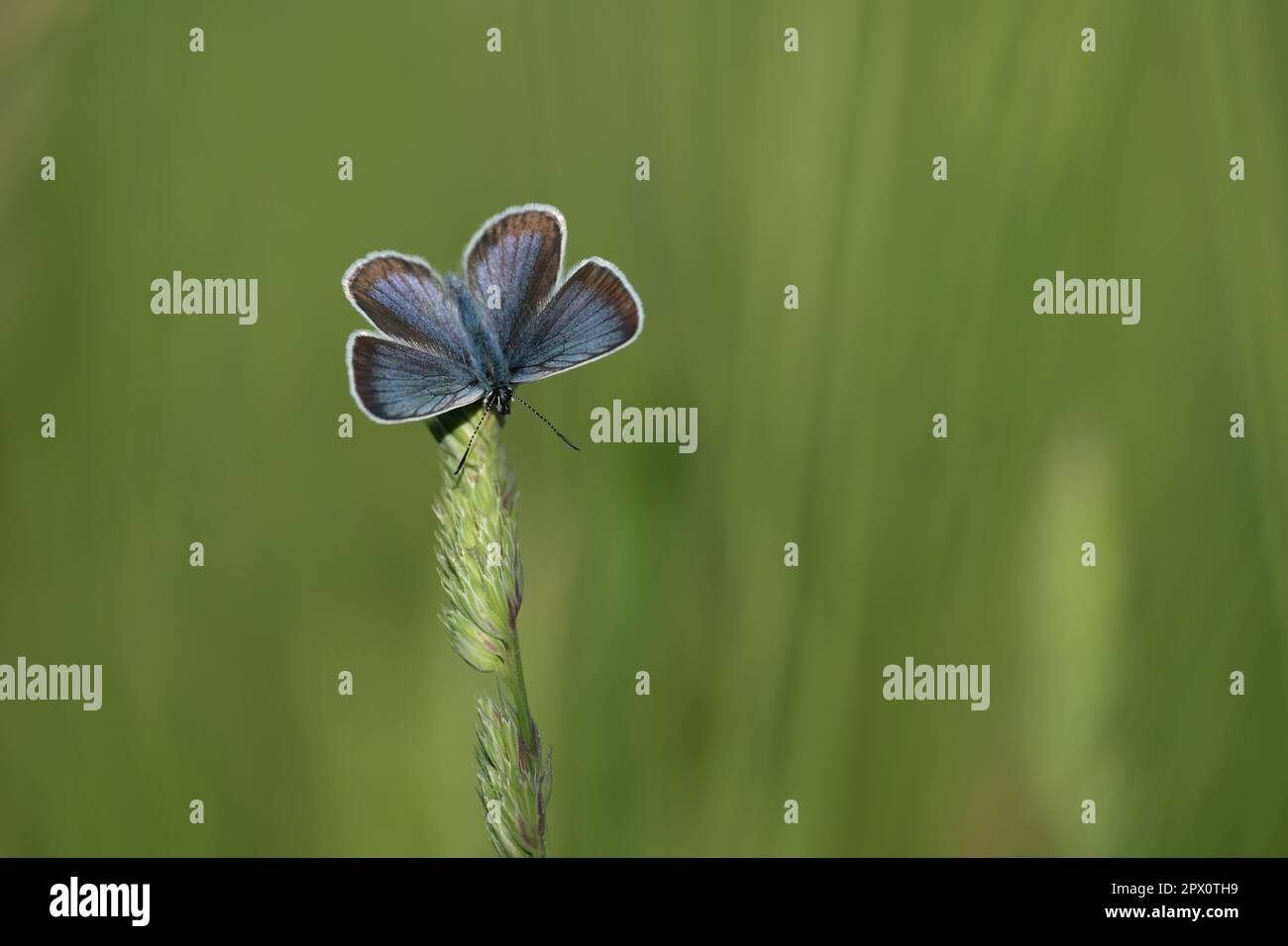 Gros plan d'un papillon bleu à clous en argent avec des ailes ouvertes reposant sur une plante Banque D'Images Gros plan d'un papillon bleu à clous en argent avec des ailes ouvertes reposant sur une plante Banque D'Images