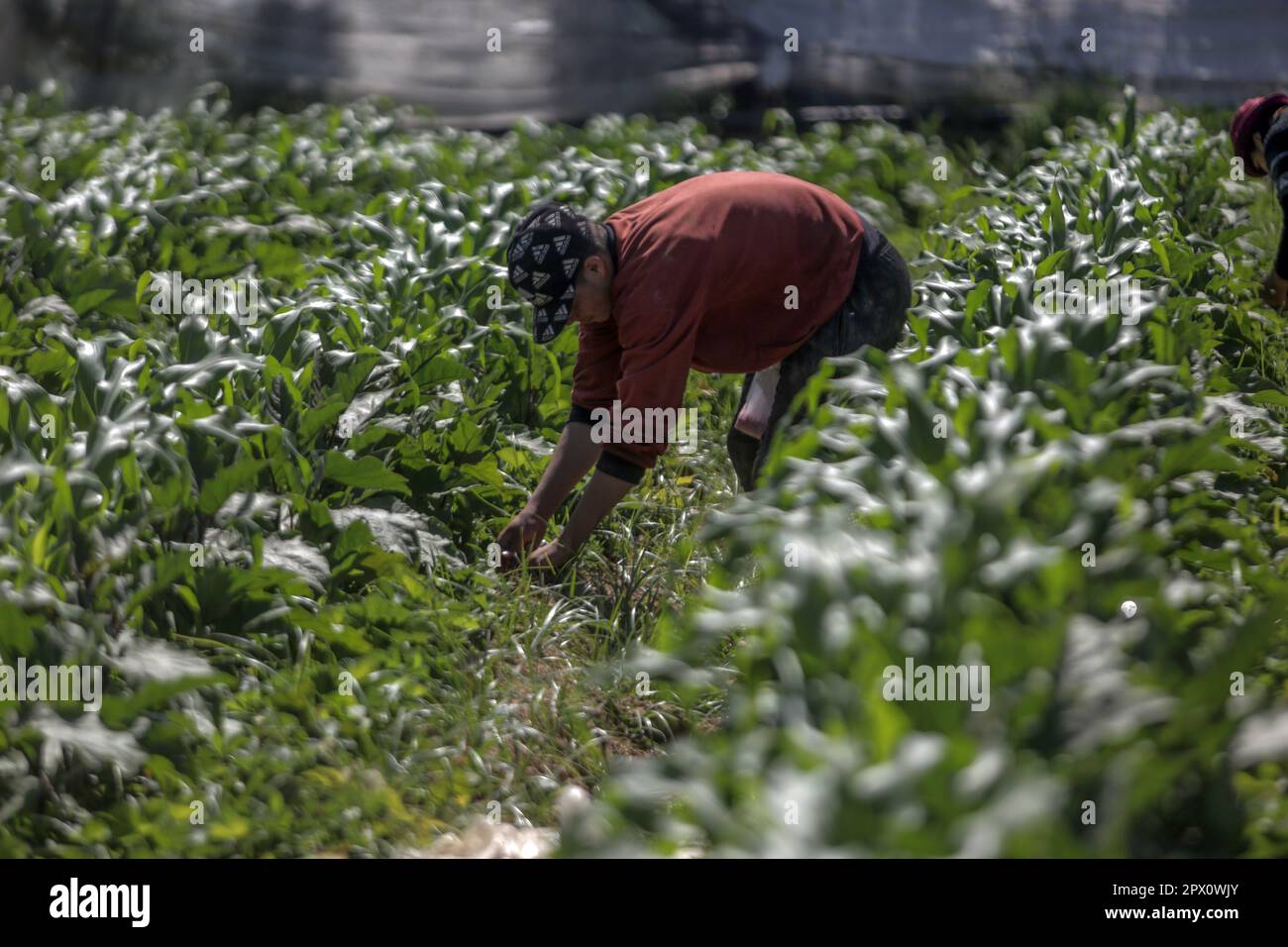 Gaza, Palestine. 01st mai 2023. Un agriculteur palestinien récolte du maïs dans une ferme de Beit Lahiya, dans le nord de la bande de Gaza, coïncidant avec la Journée internationale du travail. Crédit : SOPA Images Limited/Alamy Live News Banque D'Images