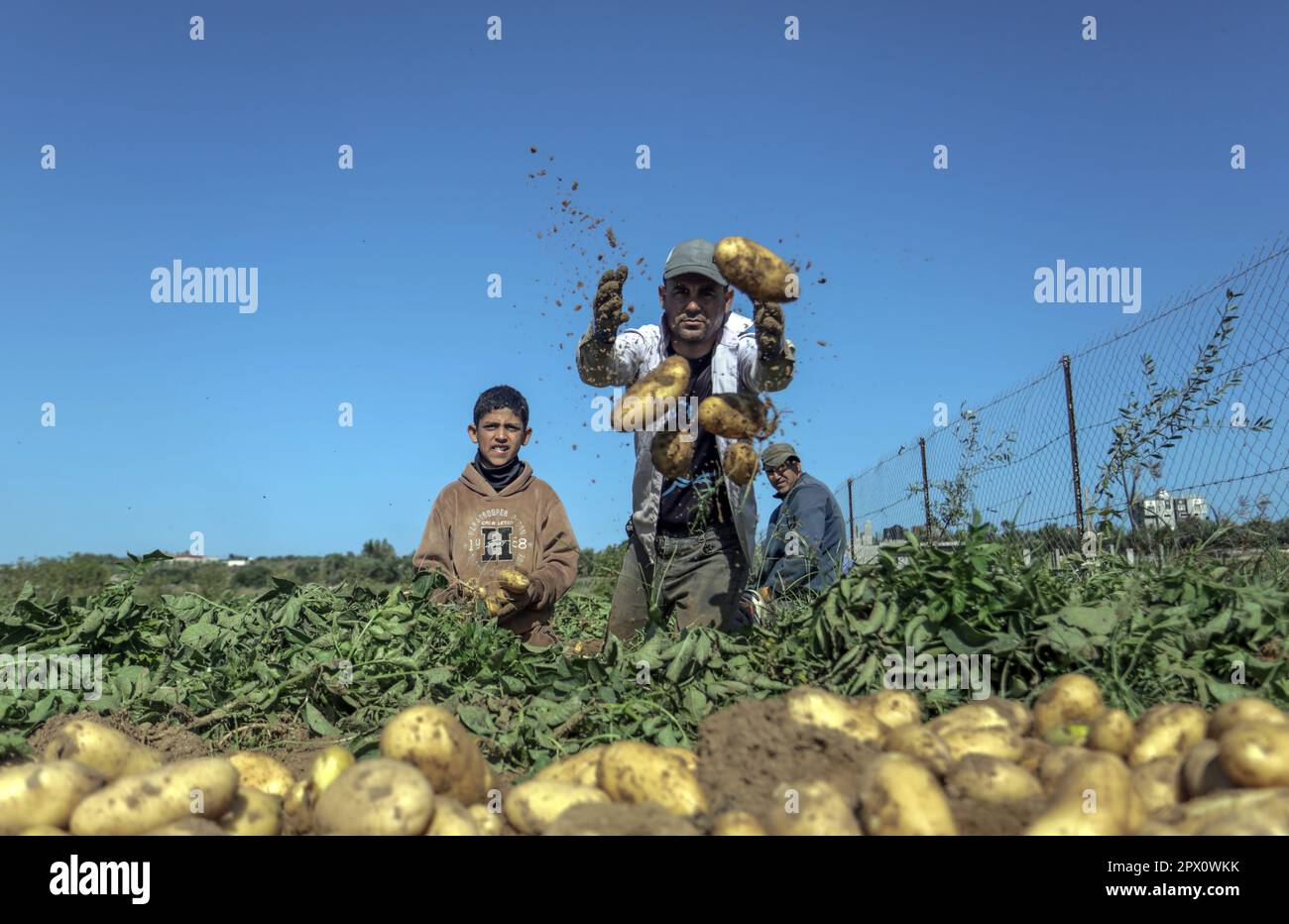Gaza, Palestine. 01st mai 2023. Les agriculteurs palestiniens récoltent des pommes de terre dans une ferme de Beit Lahia, dans le nord de la bande de Gaza, coïncidant avec la Journée internationale du travail. Crédit : SOPA Images Limited/Alamy Live News Banque D'Images