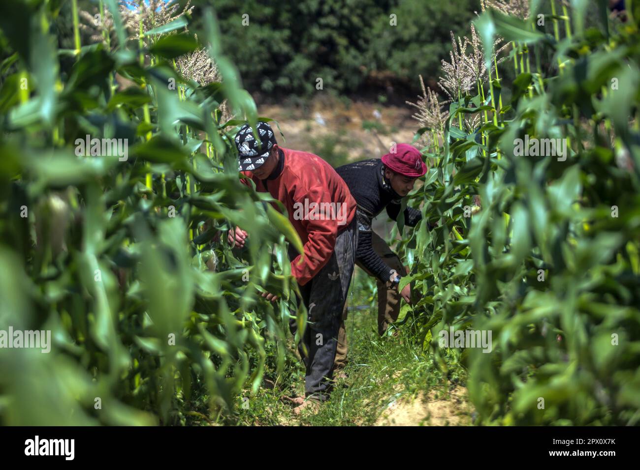 Gaza, Palestine. 01st mai 2023. Les agriculteurs palestiniens récoltent du maïs dans une ferme de Beit Lahiya, dans le nord de la bande de Gaza, coïncidant avec la Journée internationale du travail. (Photo de Mahmoud Issa/SOPA Images/Sipa USA) crédit: SIPA USA/Alay Live News Banque D'Images