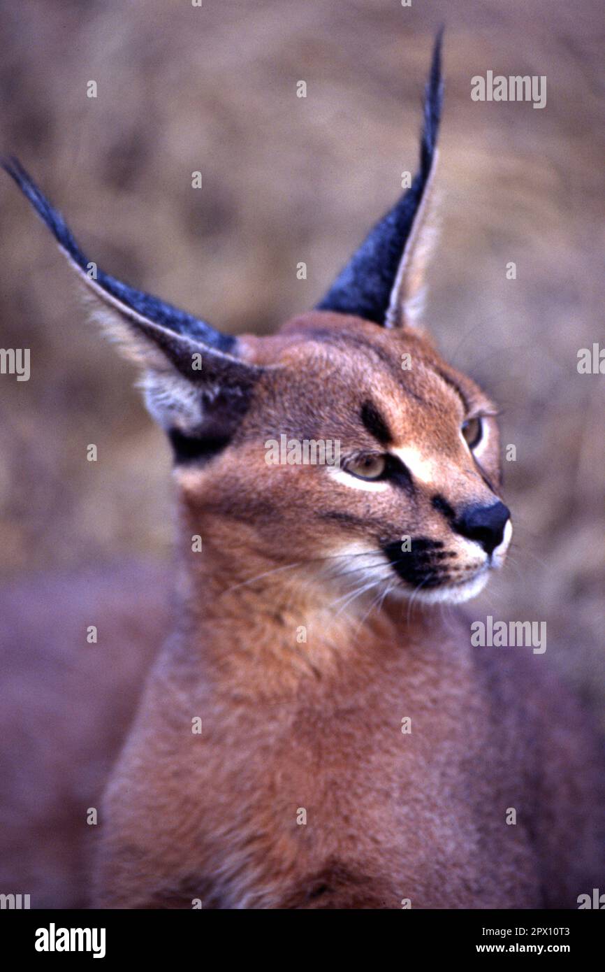 Caracal caracal (Félix), Maun, Ngamiland, Botswana, Africa Banque D'Images