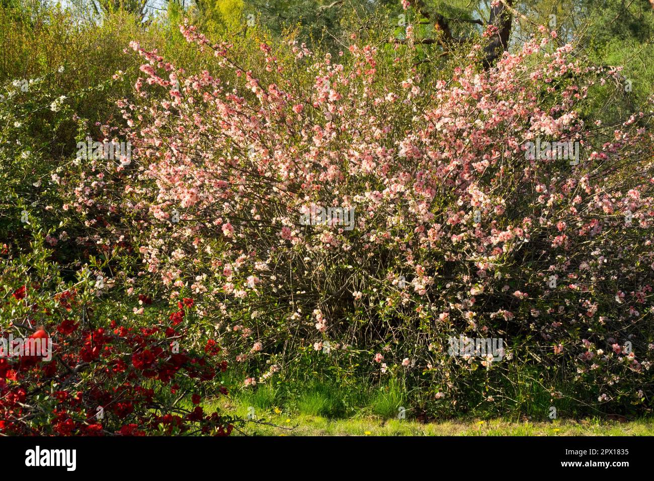 Coce à fleurs, Chaenomeles moerloseei, printemps, jardin, arbuste, Coing japonais Banque D'Images