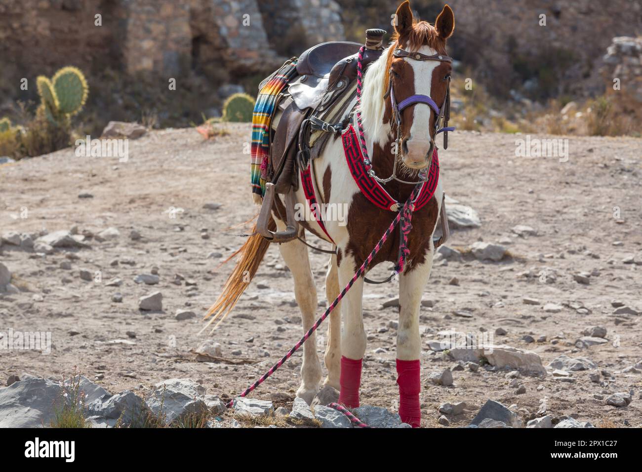 Sella up tour chevaux attendent les clients à Real de Catorce Mexique Banque D'Images