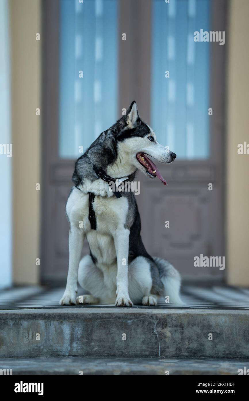 Un chien Husky de race assis sur les escaliers Banque D'Images