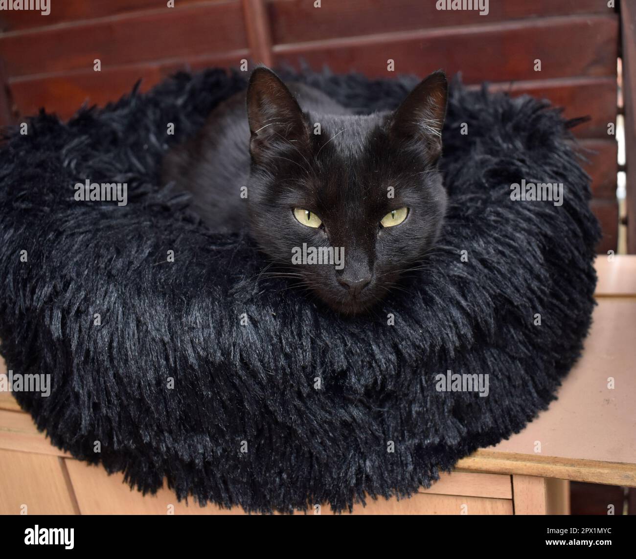 Une jolie femelle noire couchée et relaxante dans un oreiller doux et déchiquable. Banque D'Images Une jolie femelle noire couchée et relaxante dans un oreiller doux et déchiquable. Banque D'Images