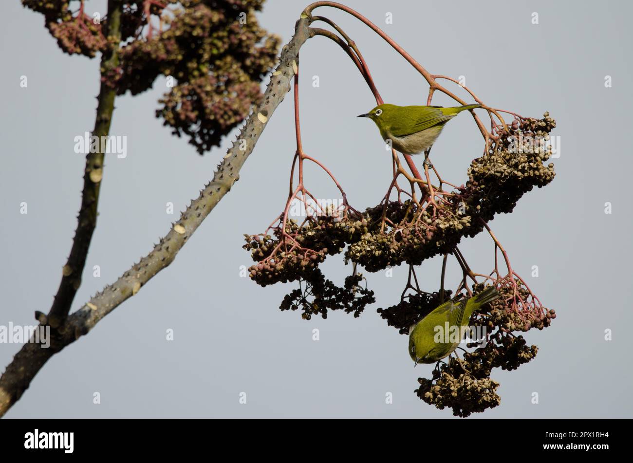 Les yeux blancs qui se voient Zosterops japonicus sur un arbre. Arashiyama. Kyoto. Japon. Banque D'Images