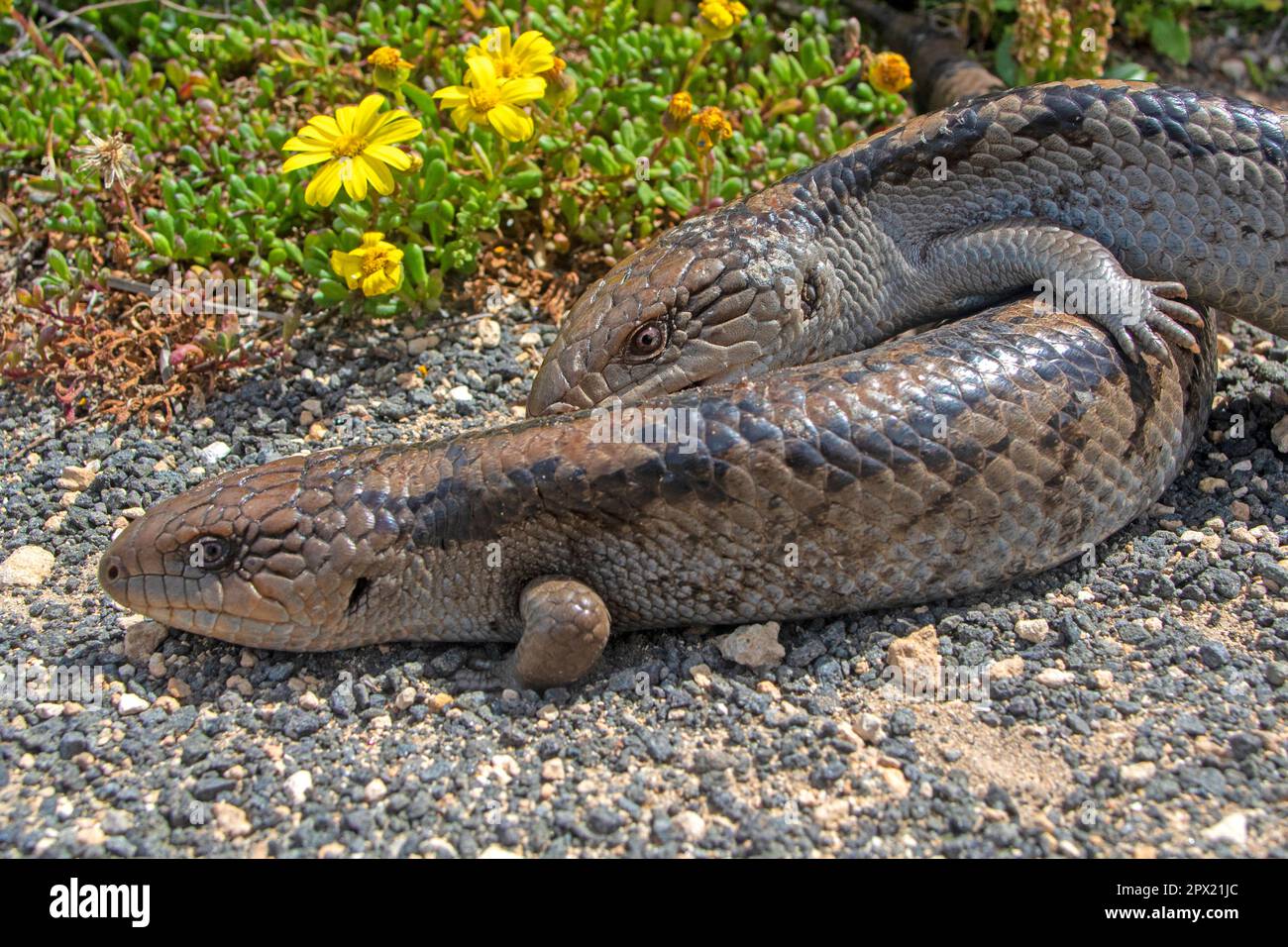 Lézards à langue bleue sur le cap Nelson Banque D'Images