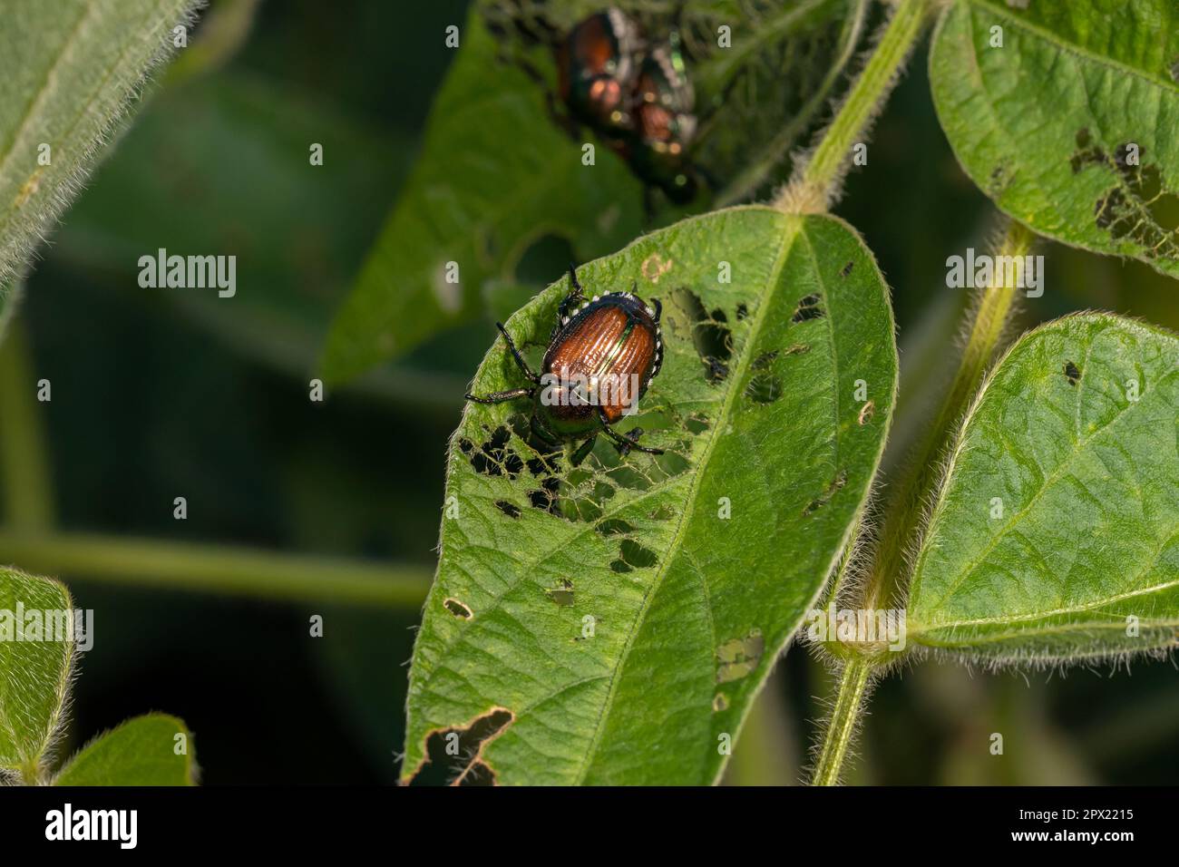 Coléoptère japonais mangeant une feuille de plante de soja. Agriculture insectes, lutte antiparasitaire et dommages aux cultures concept. Banque D'Images