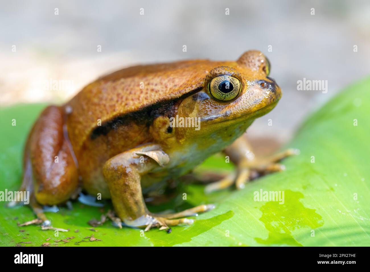 Dyscophus guineti, la fausse grenouille de tomate ou la grenouille de tomate Sambava, est une espèce de grenouille de la famille des Microhylidae, réserve Peyrieras Madagascar Exo Banque D'Images