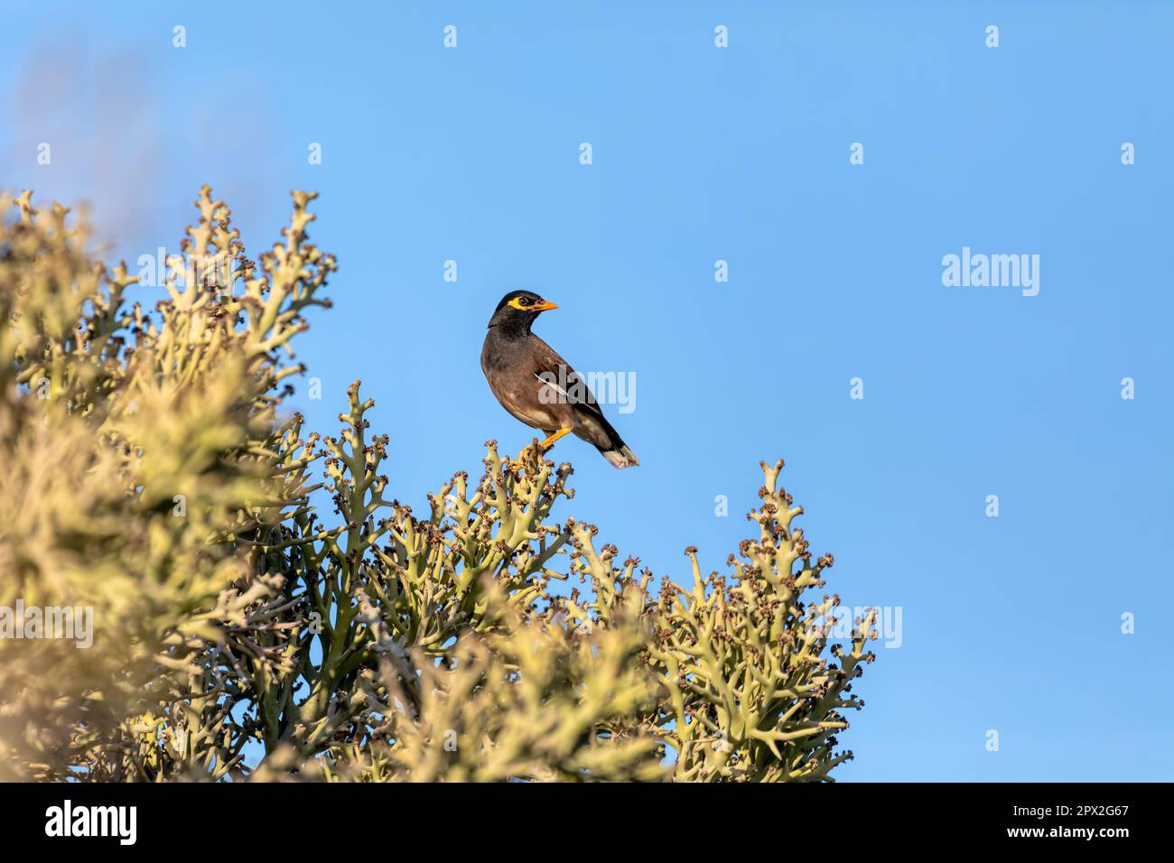 La myna commune ou la myna indienne (Acridotheres tristis), parfois épelée myna, est un oiseau de la famille des Sturnidae, Anakao. Oiseau assis sur le dessus de l'arbre. Madag Banque D'Images