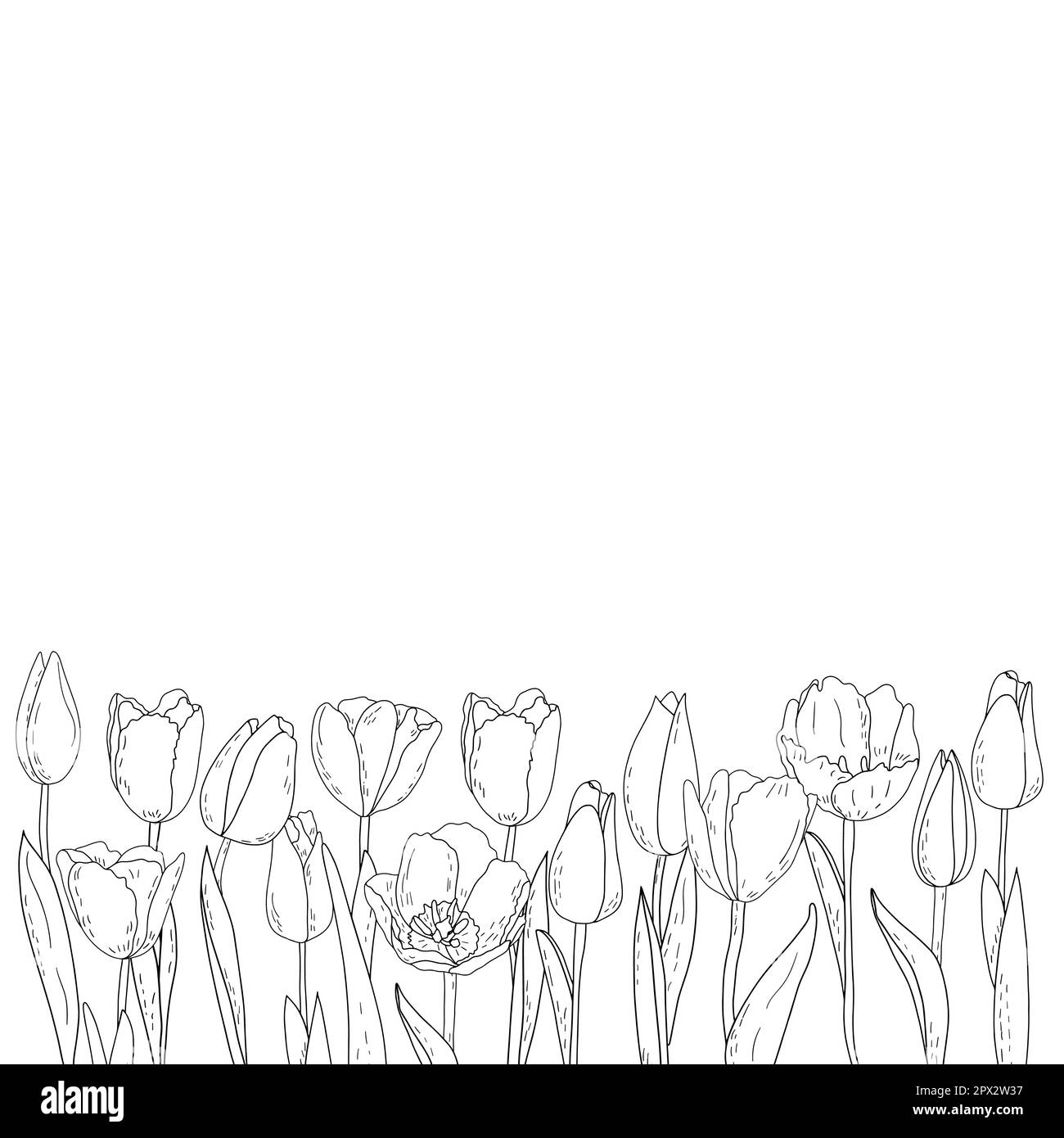 Tulipes graphiques vectorielles dessinées à la main, silhouettes de fleurs d'été, carte postale avec un bouquet linéaire de tulipes de printemps, herbes, herbes et feuilles, floral Illustration de Vecteur