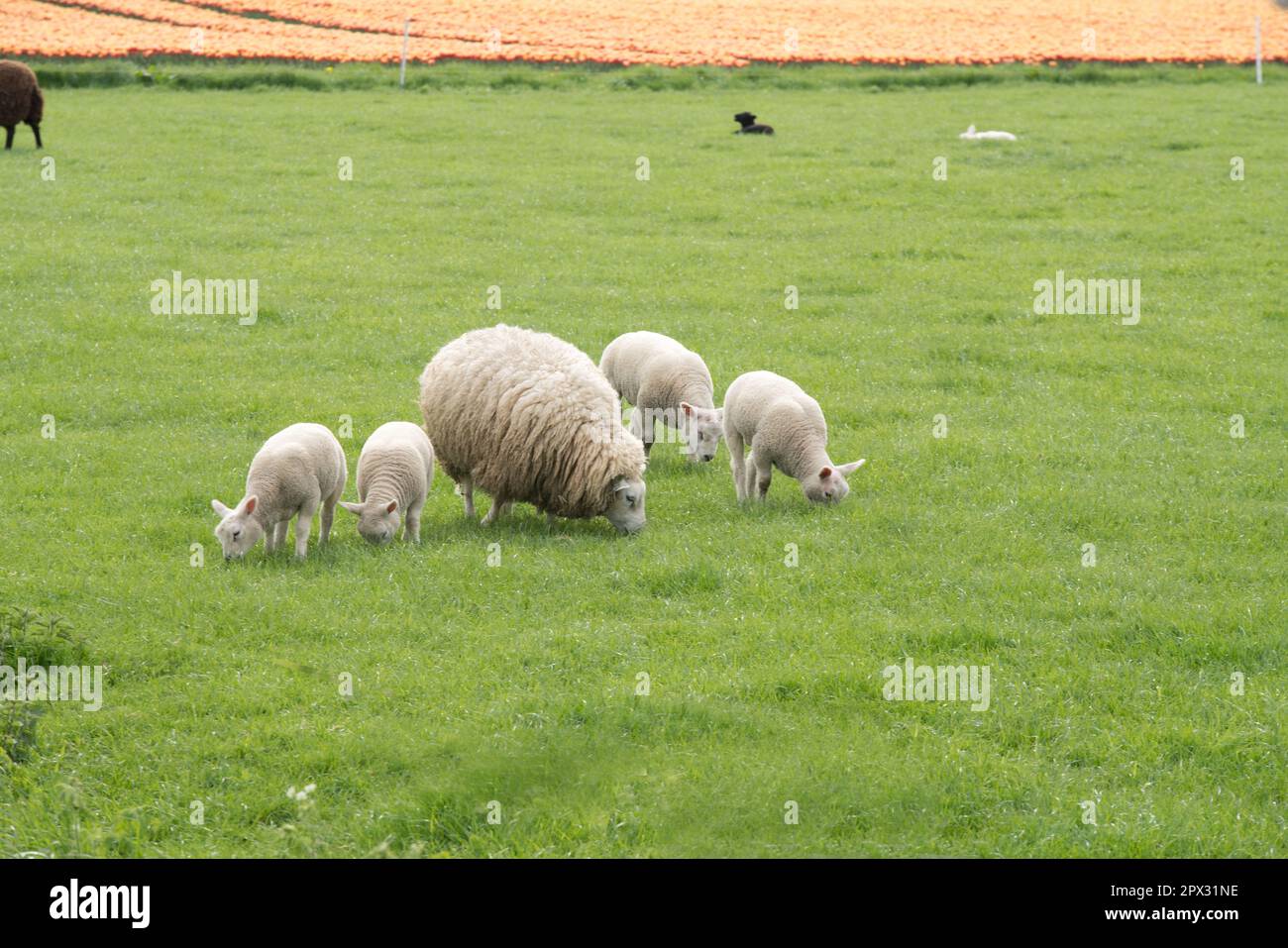 Helle Schafe Nähe Zeewolde in der Niederlande BEI Äsen in der Gruppe Banque D'Images
