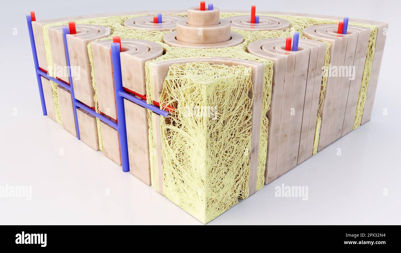 Tissu osseux gros plan à travers une coupe transversale d'un os - rendu -3D Banque D'Images