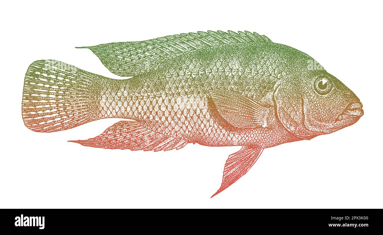 Cichlid amphilophus istlanus, poisson d'eau douce tropical d'Amérique centrale Illustration de Vecteur