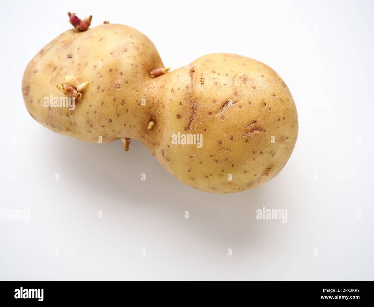 Pommes de terre moches sur fond blanc. Légumes normaux, zéro déchet. Cratie de forme irrégulière