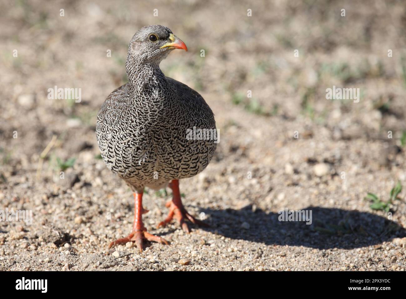 Natalfrankolin / Natal / francolin Francolinus natalensis Banque D'Images