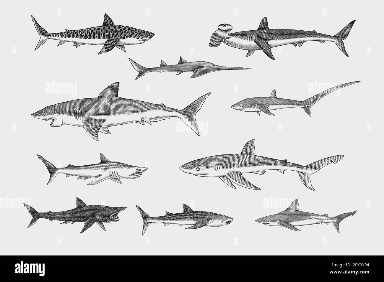 Sharks Set.Grand requin blanc, requin-scie Sixgill. Basking Sand Tiger Hammerhead Thresher Atlantic Bull maquereau Whale requins bleus. Poissons marins. La vie marine Illustration de Vecteur