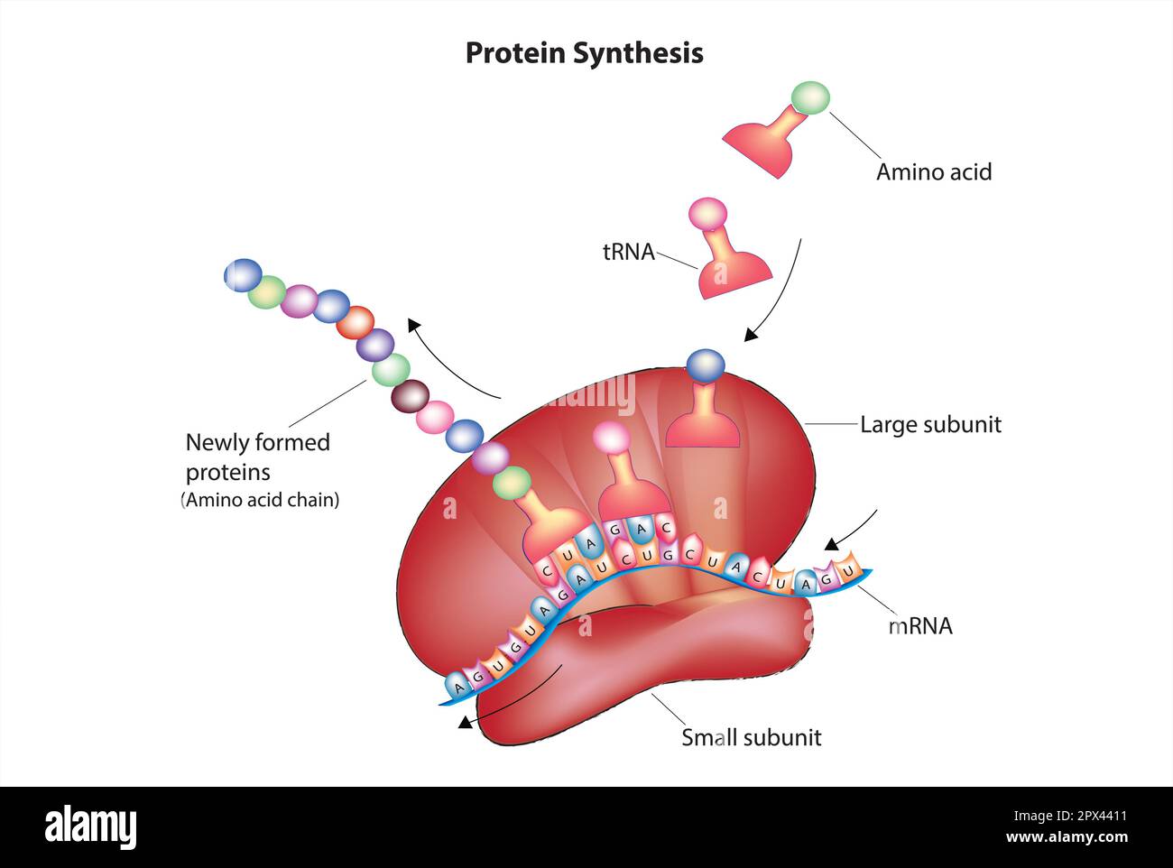 Synthèse des protéines Illustration de Vecteur
