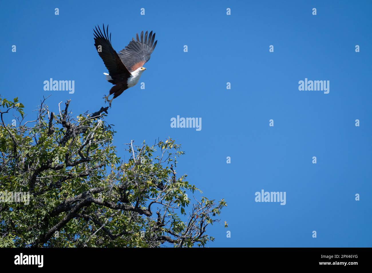 L'aigle à poisson africain s'enfume de la cime des arbres Banque D'Images