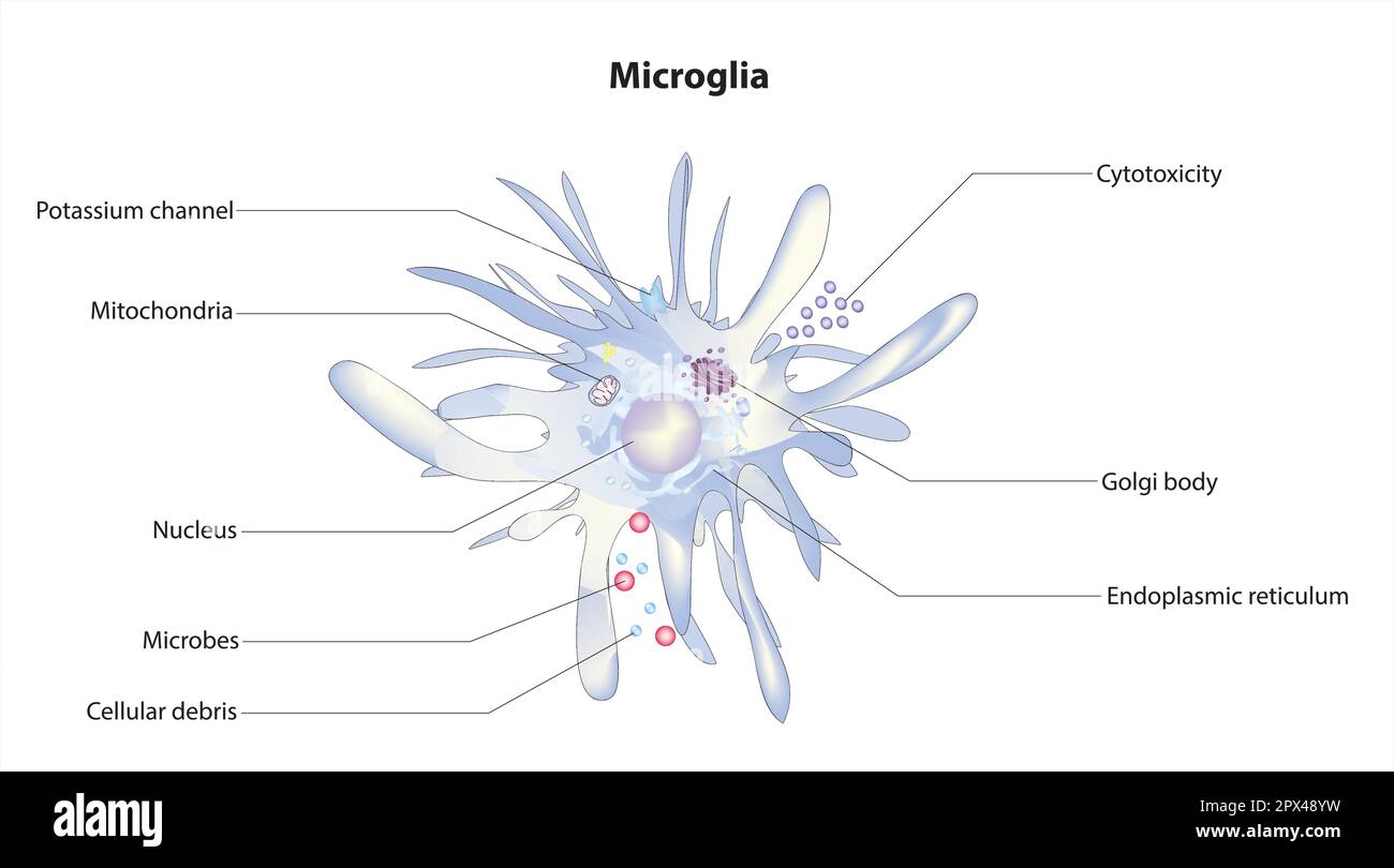 Microglie Illustration de Vecteur