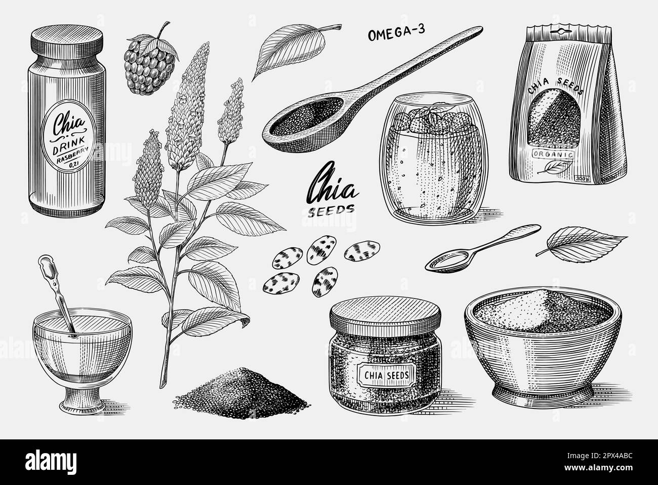Chia plante et graines.Salvia hispanica.Emballage aux épices, cuillère en bois, dessert et pudding.Une poignée d'assaisonnement et une bouteille en verre.Gravé Illustration de Vecteur