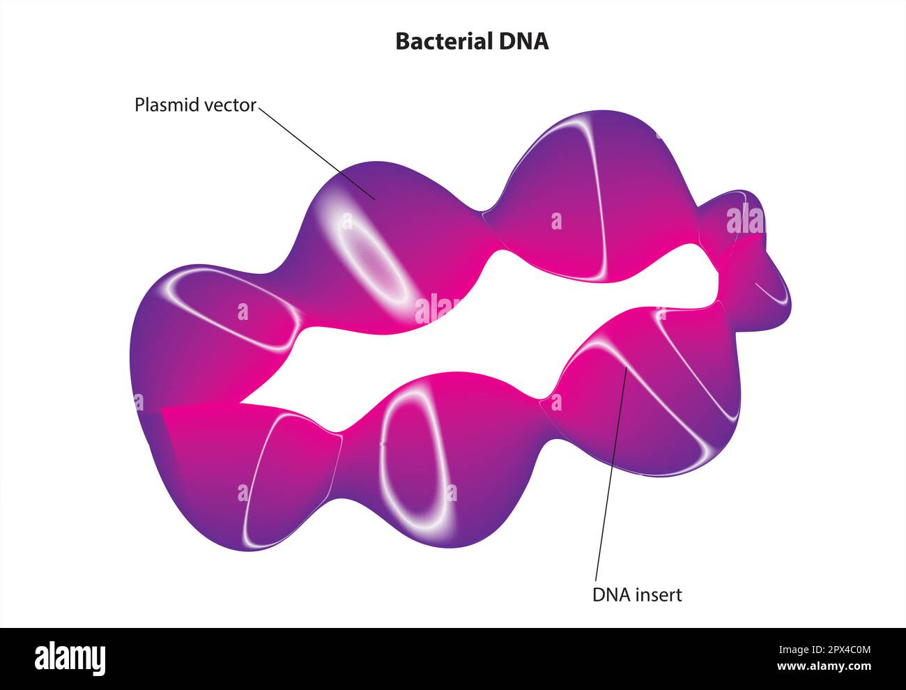 ADN bactérien Illustration de Vecteur