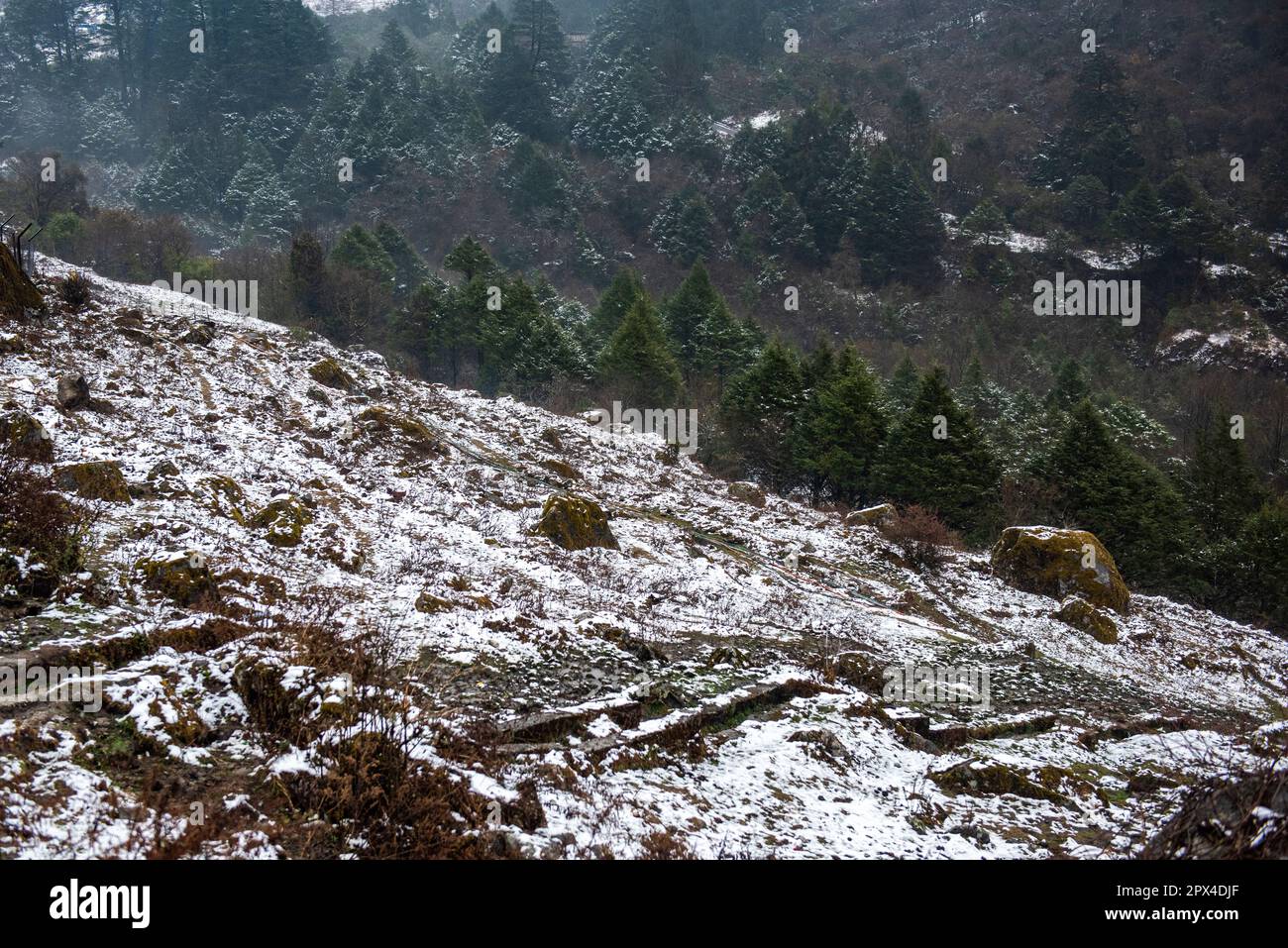 Yumthang Valley, au nord de Sikkim est un paradis sur terre, qui est plein de merveilles naturelles et de beauté pittoresque. Banque D'Images