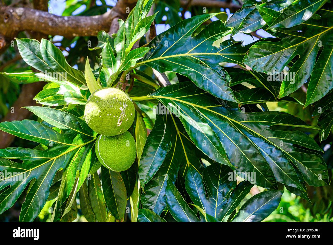 Arbre à pain Artocarpus altilis dans les îles des Caraïbes Photo Stock ...