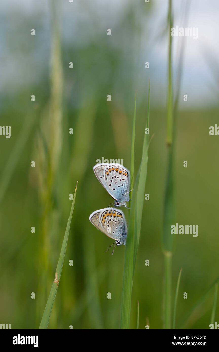 Deux papillons bleus communs sur une plante dans la nature gros plan, macro, au repos, dessous illustré, petit papillon bleu et gris. Banque D'Images Deux papillons bleus communs sur une plante dans la nature gros plan, macro, au repos, dessous illustré, petit papillon bleu et gris. Banque D'Images