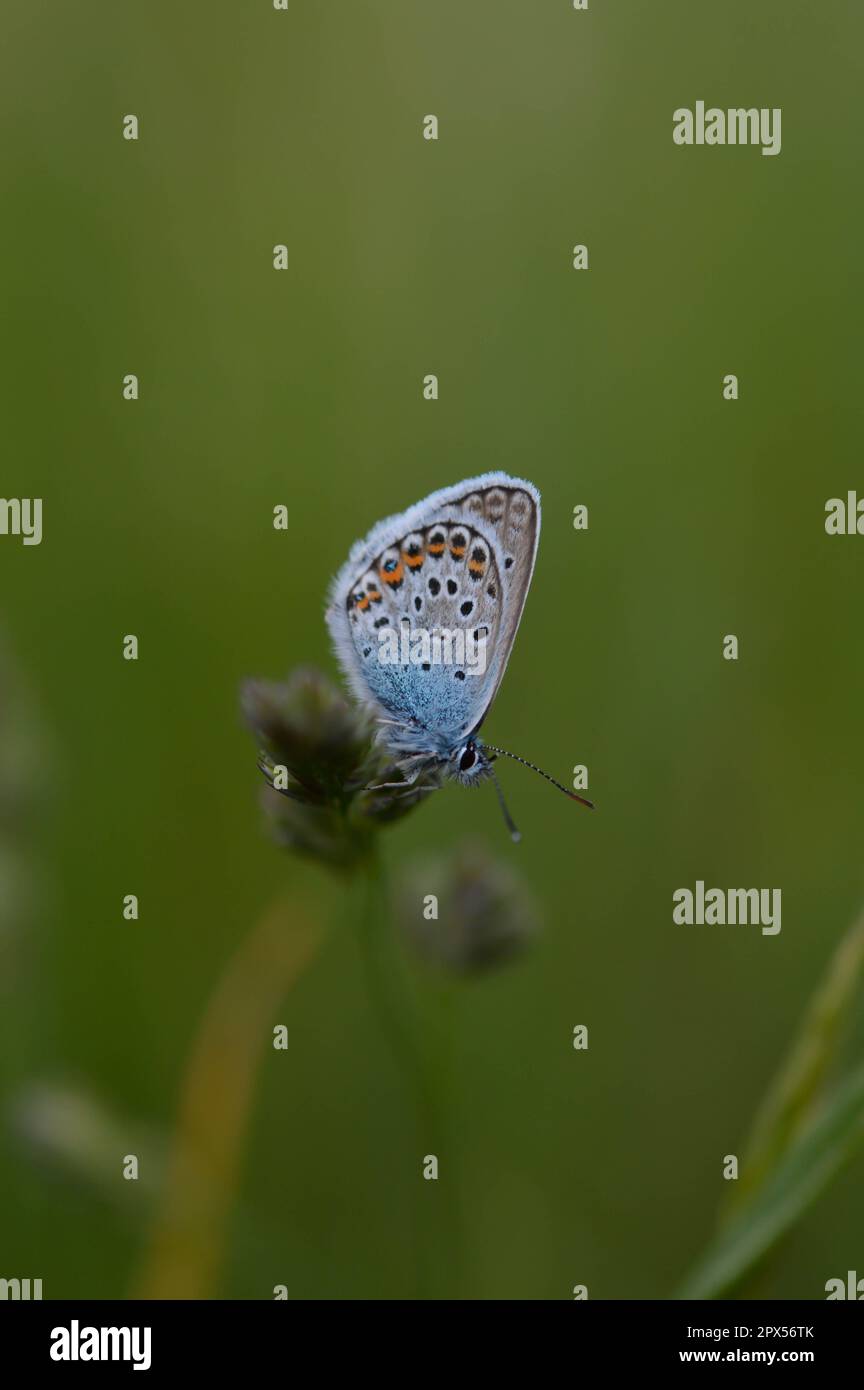 Papillon bleu commun (Polyommatus icarus), au repos avec face inférieure visible, macro gros plan naturel Banque D'Images