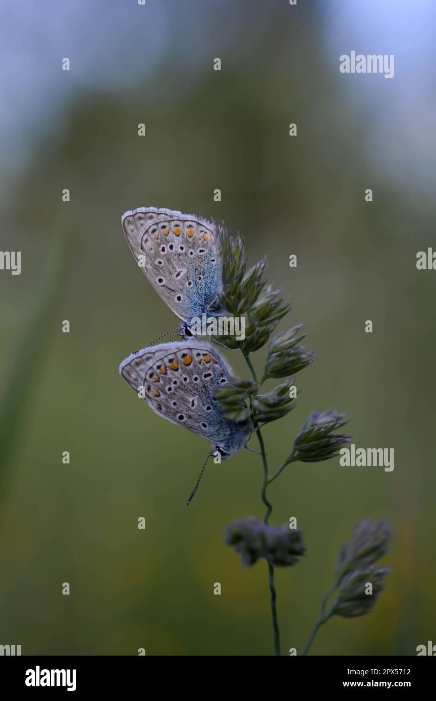 Deux papillons bleus communs sur une plante dans la nature gros plan, macro, au repos, dessous illustré, petit papillon bleu et gris. Banque D'Images Deux papillons bleus communs sur une plante dans la nature gros plan, macro, au repos, dessous illustré, petit papillon bleu et gris. Banque D'Images