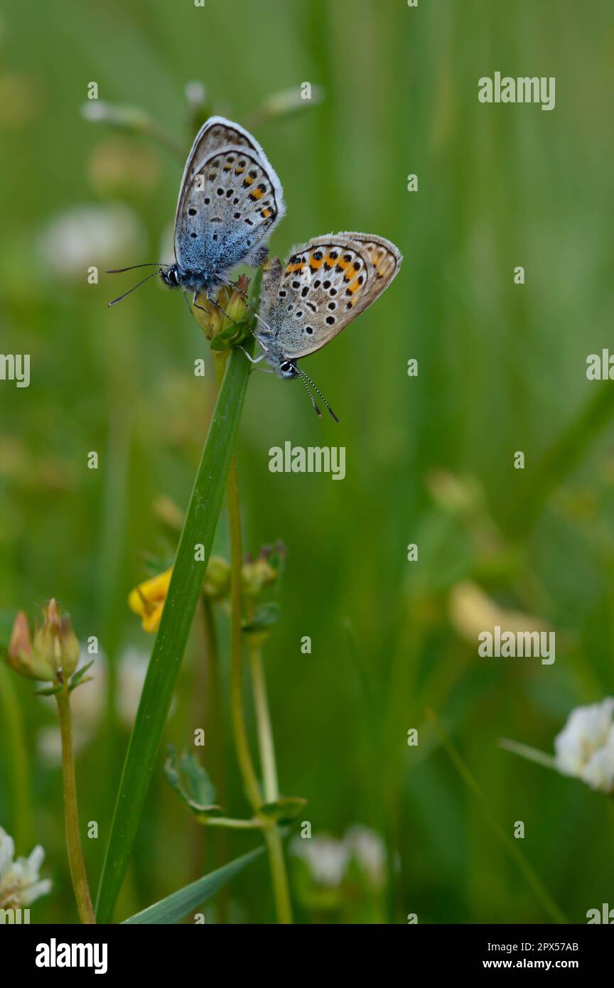 Deux papillons bleus communs sur une plante dans la nature gros plan, macro, au repos, dessous illustré, petit papillon bleu et gris. Banque D'Images Deux papillons bleus communs sur une plante dans la nature gros plan, macro, au repos, dessous illustré, petit papillon bleu et gris. Banque D'Images