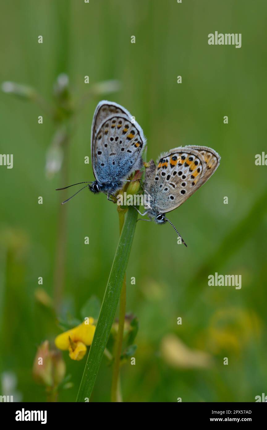 Deux papillons bleus communs sur une plante dans la nature gros plan, macro, au repos, dessous illustré, petit papillon bleu et gris. Banque D'Images Deux papillons bleus communs sur une plante dans la nature gros plan, macro, au repos, dessous illustré, petit papillon bleu et gris. Banque D'Images
