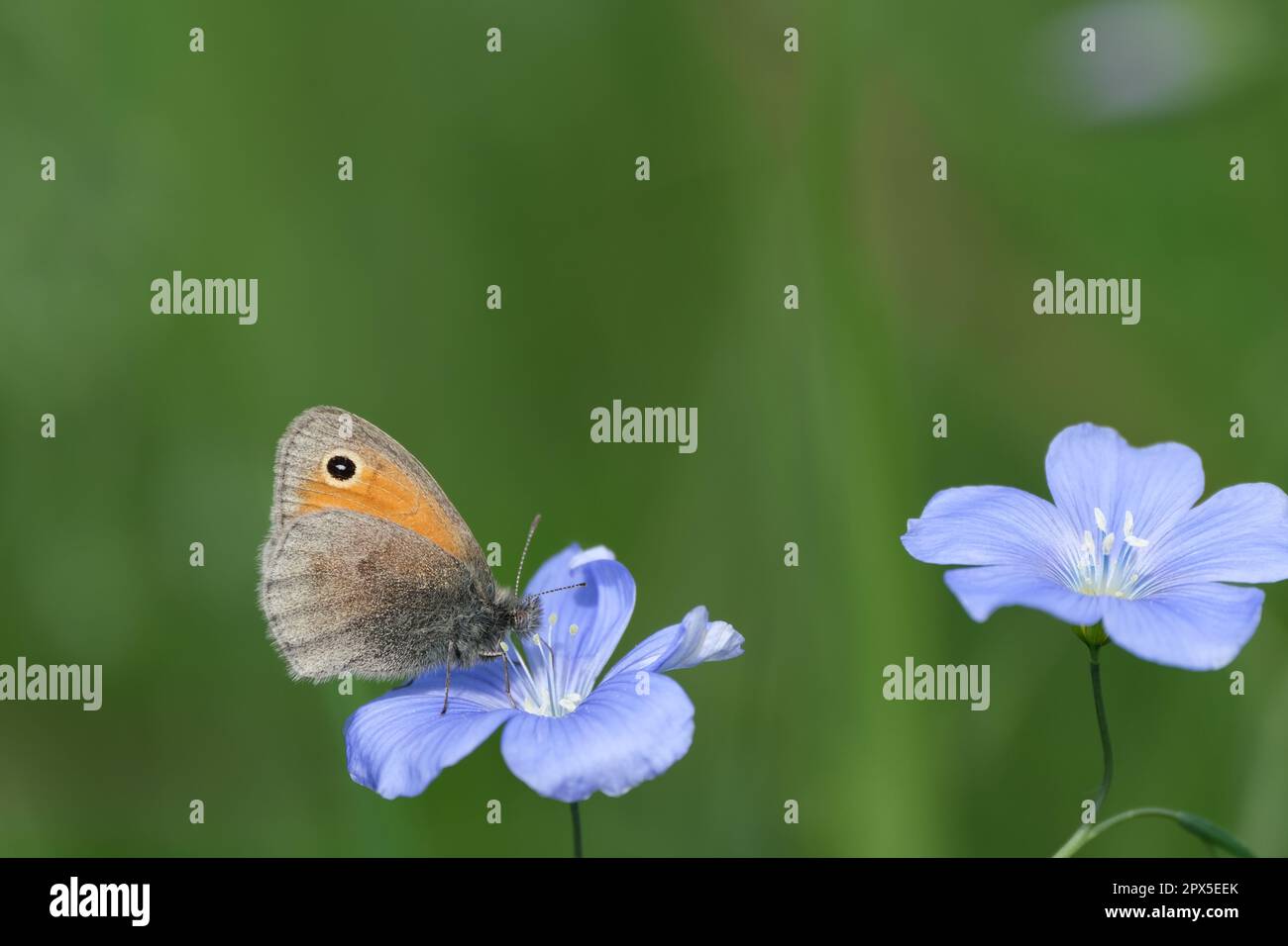 Gros plan d'un petit papillon de bruyère reposant sur une fleur bleue, fleurissant le lin asiatique Banque D'Images Gros plan d'un petit papillon de bruyère reposant sur une fleur bleue, fleurissant le lin asiatique Banque D'Images