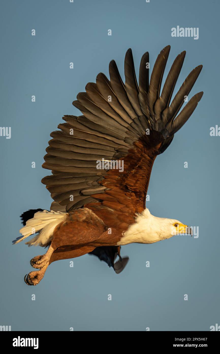 L'aigle à poisson africain vole dans une lumière chaude Banque D'Images