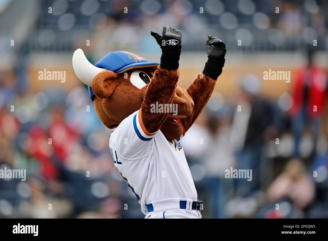 Durham, NC : la mascotte des bulls de Durham Wool E. Bull divertit les fans lors d'un match de base-ball de la MiLB contre les Memphis Redbirds, dimanche, 30 avril 2023, à Banque D'Images