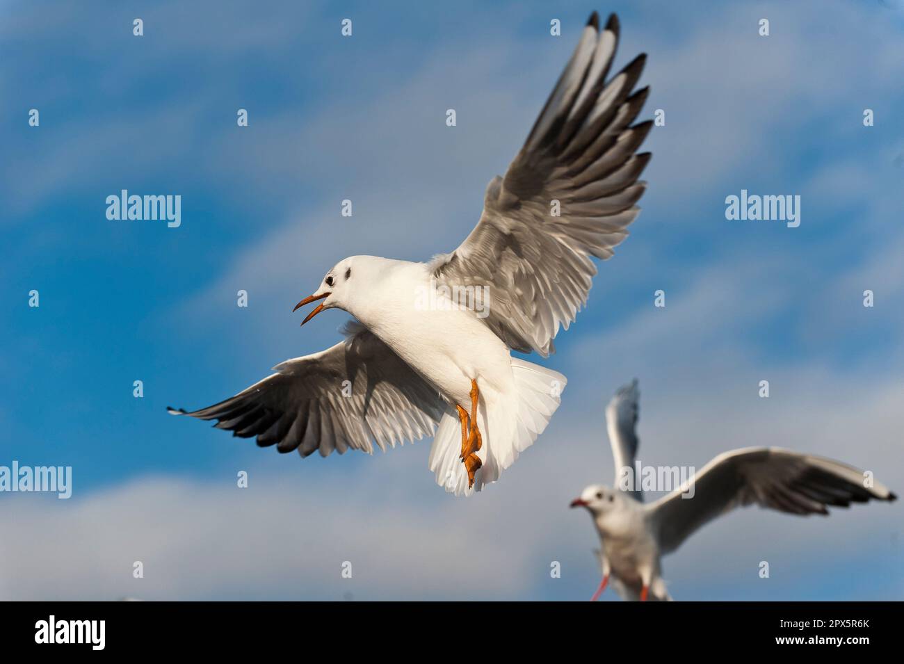 Mouette vacillante dans l'air avec des ailes éparpillées sur fond bleu et blanc flou Banque D'Images
