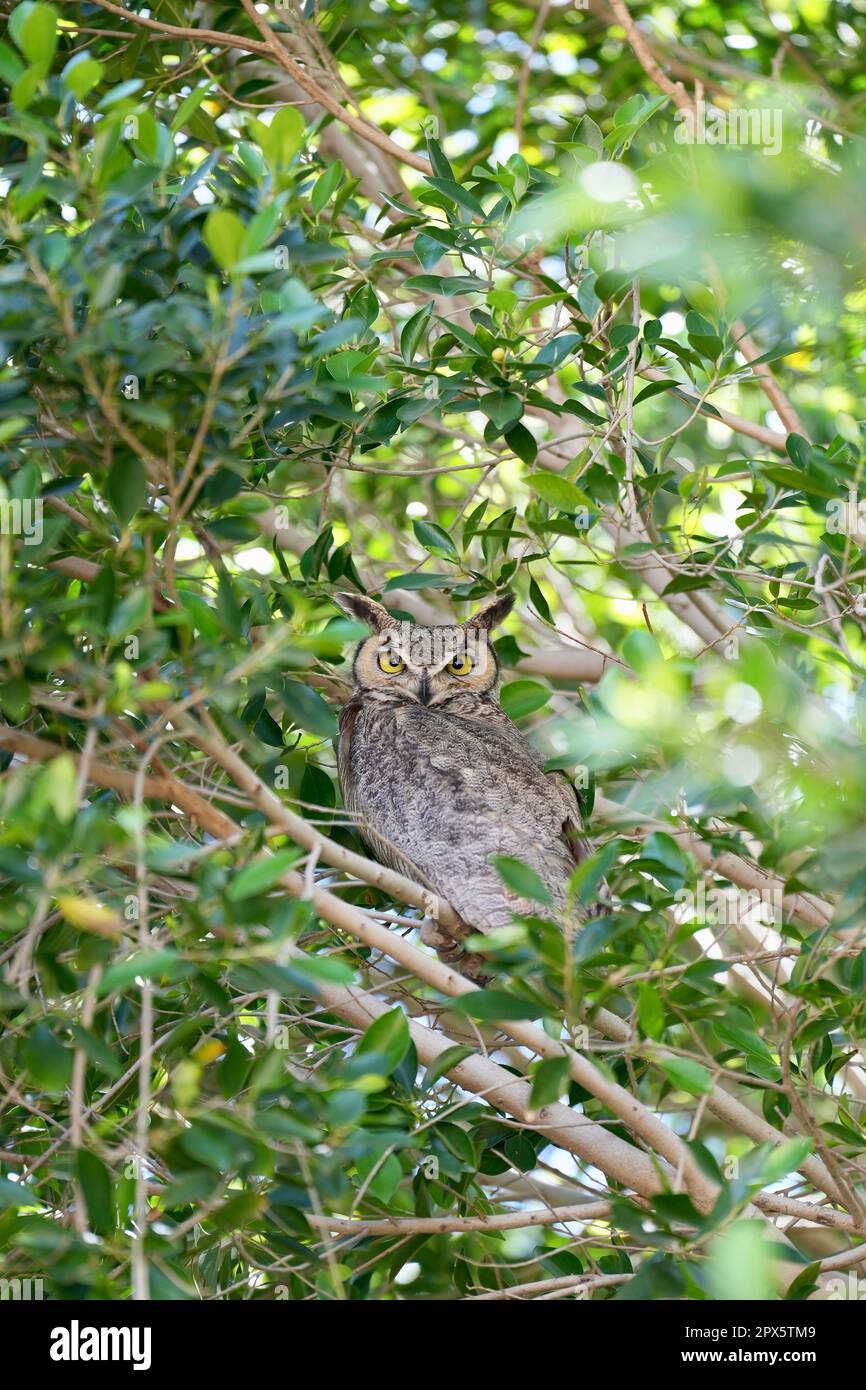 Un hibou aux yeux jaunes perchés dans un arbre. Banque D'Images