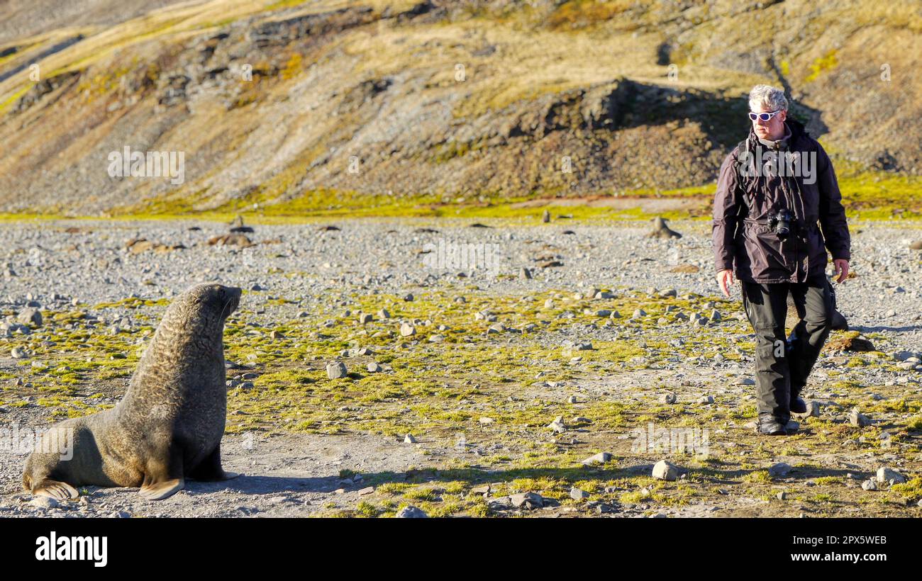 Île de Géorgie du Sud - 28 novembre 2010. Un touriste se promène prudemment devant un grand phoque à fourrure antarctique agressif (Arctocephalus gazella). Banque D'Images