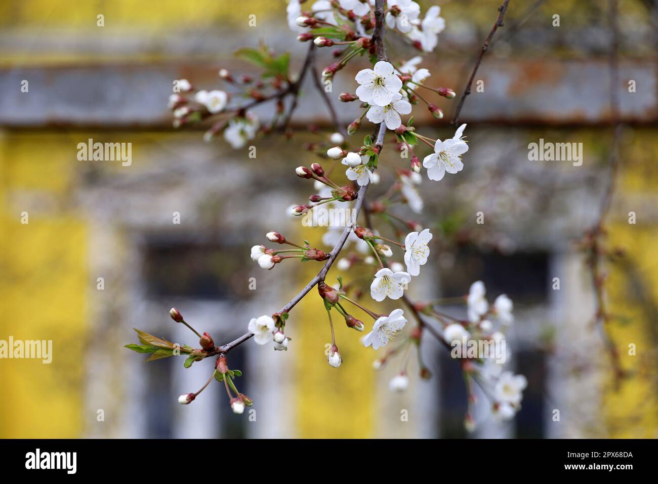 Cerisiers en fleurs dans le jardin de printemps, vue à travers l'arbre fruitier jusqu'à la maison du village. Fleurs blanches sur une branche, scène rurale Banque D'Images