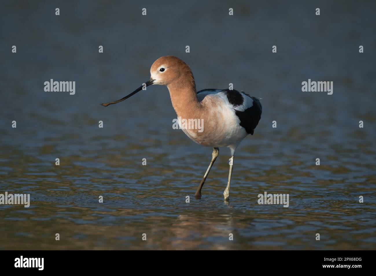 L'Avocette d'échassiers Banque D'Images