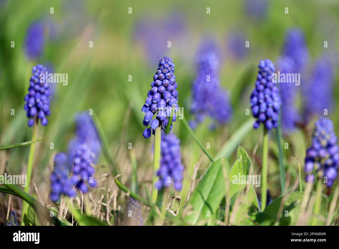 Viper oignon, ou la jacinthe de souris (lut. Muscari) dans un jardin de printemps sur fond d'herbe verte Banque D'Images