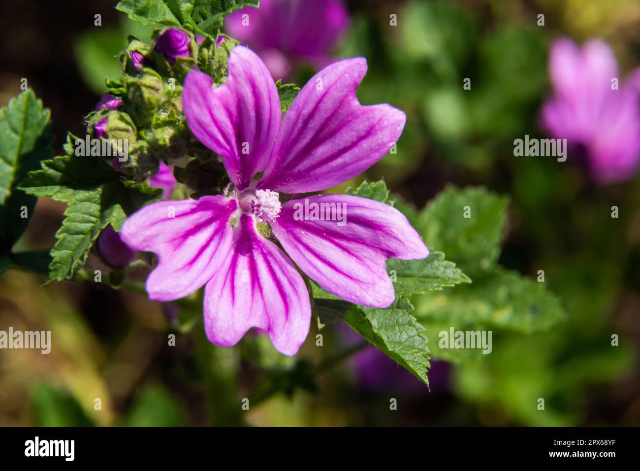 Fleur d'arbre-de-jardin avec des gouttelettes de rosée sur les pétales Lavatera thuringiaca. Banque D'Images