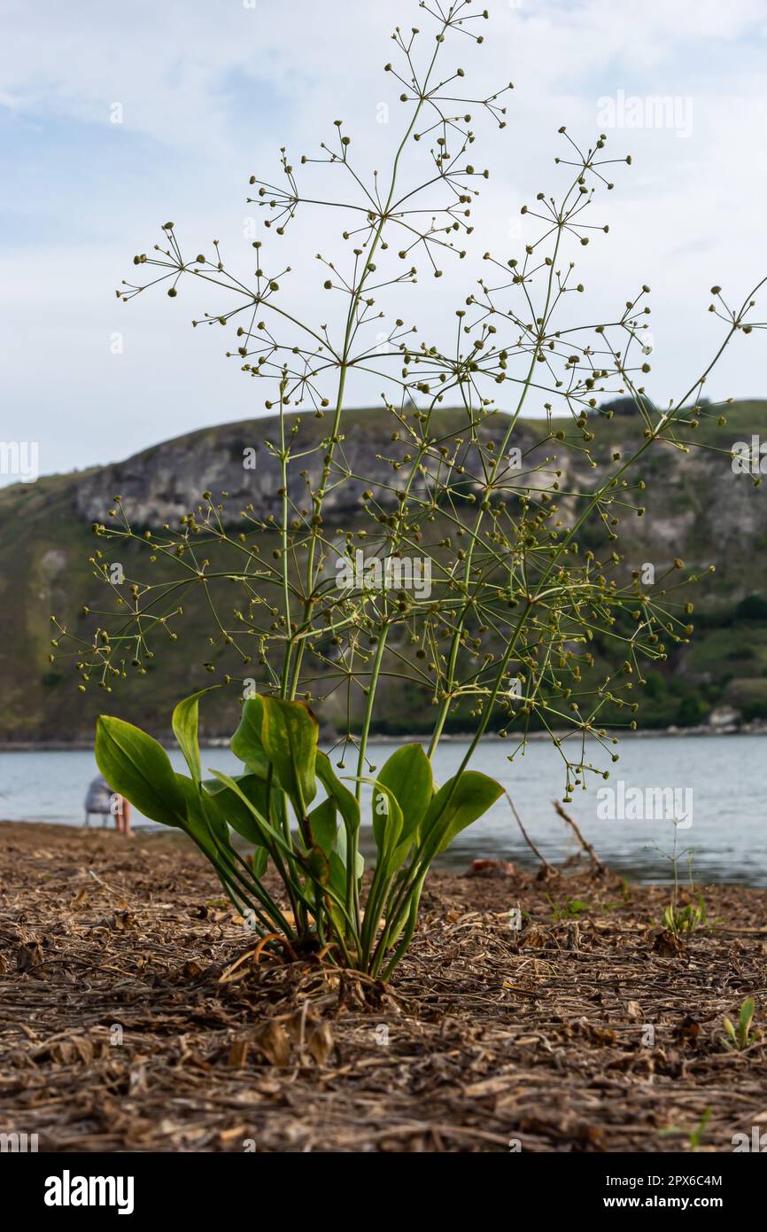 Fleurs de plantain d'eau européen, Alisma plantago aquatica, Banque D'Images
