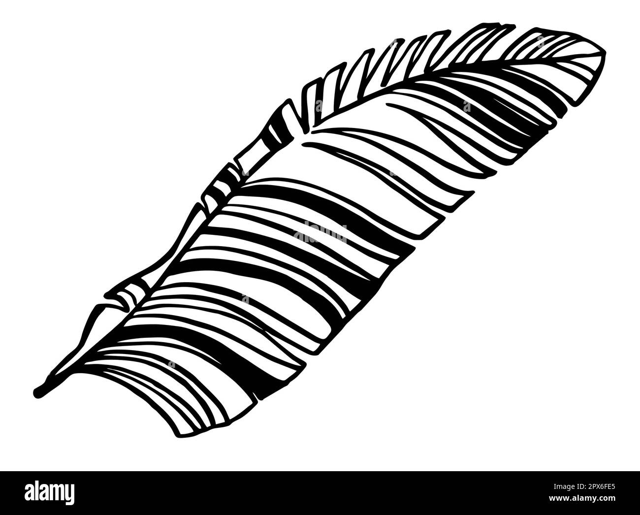 illustration de la ligne de feuille de banane, dessin à la main, feuille tropicale de banane, illustration en noir et blanc Banque D'Images