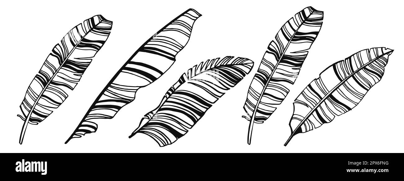 feuilles de bananes line art, leavse tropicale dessinée à la main, illustration de peinture, icône de feuilles noir et blanc Banque D'Images